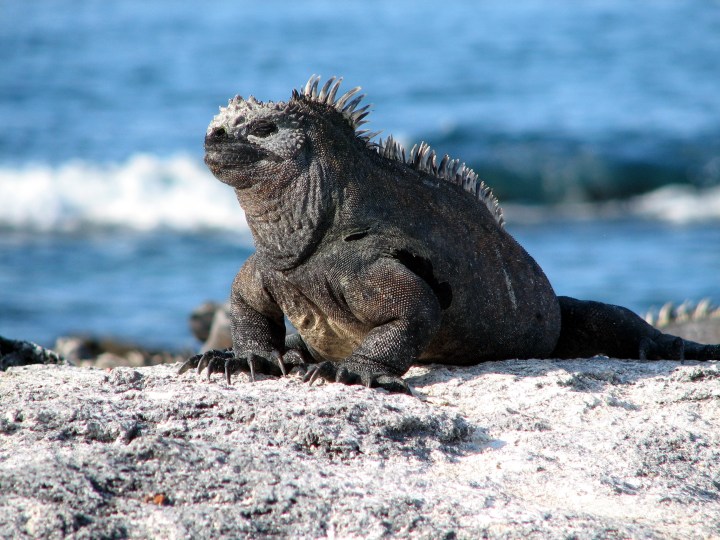 Galapagos_Islands